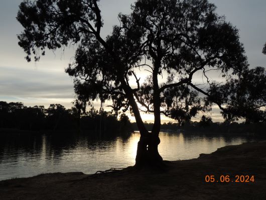 Tree with Sunrise at the Murray